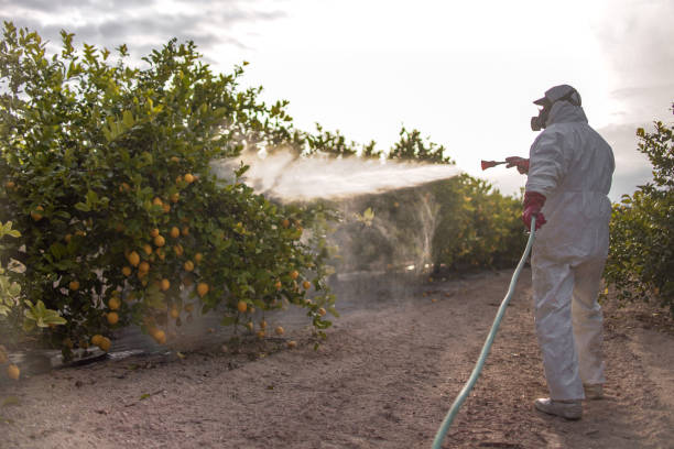 Best Emergency Pest Control  in Claypool, AZ