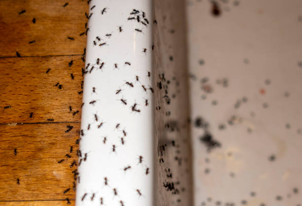 Best Insect Control  in Claypool, AZ