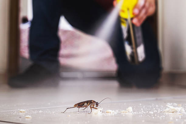 Best Mosquito Control Services  in Claypool, AZ